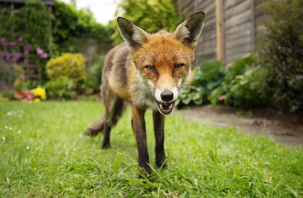 Close-up of a happy Red fox standing in the garden with flowers, summer in UK.