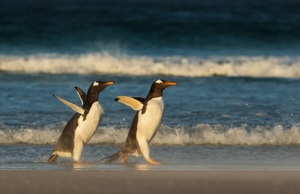 Young Gentoo penguin chasing its parent to be fed on the shore of Atlantic ocean, Falkland islands.