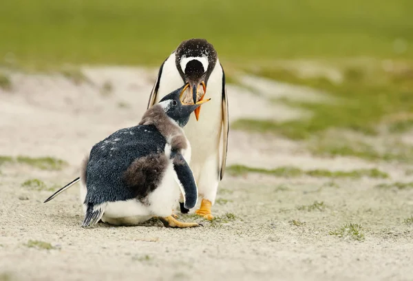 Gentoo Пінгвін Годування Линьки Курча Виплюнув Їжі Фолклендські Острови — стокове фото