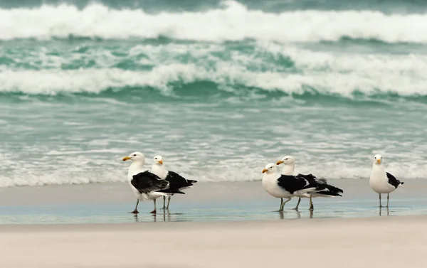 Goélands Varech Sur Une Plage Sable Des Îles Malouines — Photo