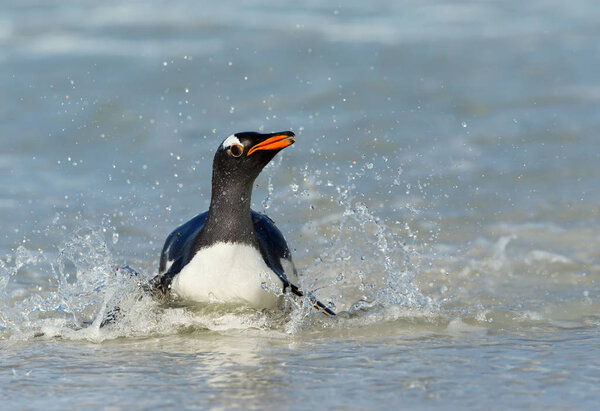 Gentoo penguin splashing in water while diving in the Atlantic ocean. Coastal area of the Falkland islands.