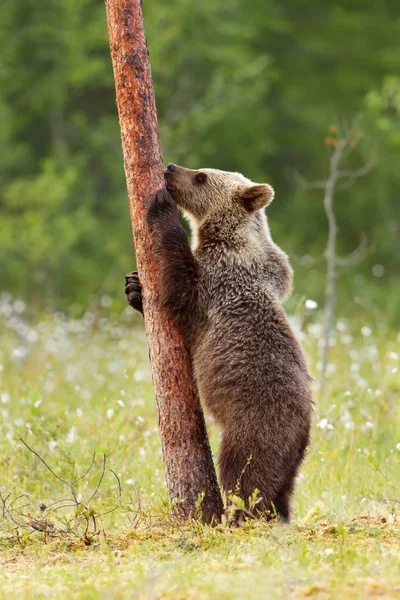 Zblízka Euroasijské Hnědý Medvěd Stojící Strom Léto Finsku — Stock fotografie