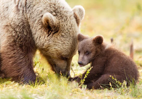 Närbild Europeisk Brunbjörn Ursos Arctos Och Hennes Lekfulla Cub Finsk — Stockfoto