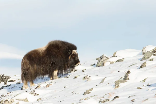 Close Van Muskusos Winter Noorwegen — Stockfoto