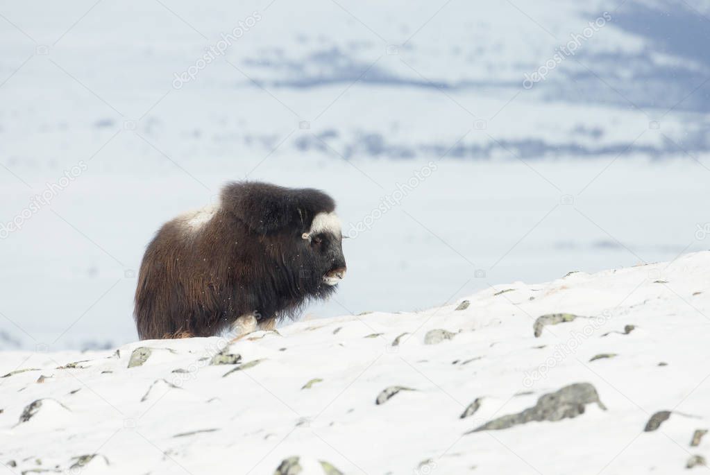 Close-up of Musk Ox in the mountains, winter in Norway.
