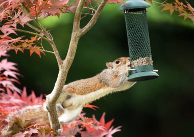 Gri renkli bir Japon akça ağaç üzerinde bir kuş besleyici yemek sincaba Close-up.