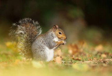 Bir somun sonbahar arasında çayırda yeme bir gri sincap Close-up bırakır, İngiltere.