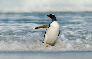 Gentoo penguin coming ashore from Atlantic ocean, Falkland islands.