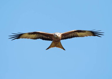 Kırmızı çaylak (Milvus milvus) uçuş karşı açık mavi gökyüzü, İngiltere.