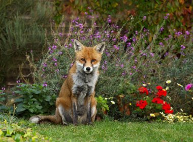 Bahçesinde çiçekler, İngiltere'de bulunan kırmızı tilki (Vulpes vulpes) yakından.