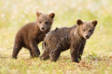Close up of two brown bear cubs standing in a swamp after rain, Finland. clipart