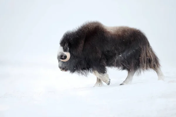 冬には ノルウェーのジャコウ牛のクローズ アップ — ストック写真