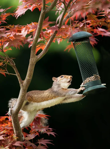 一只灰松鼠在一棵五颜六色的日本枫树上吃鸟喂食器的特写 — 图库照片