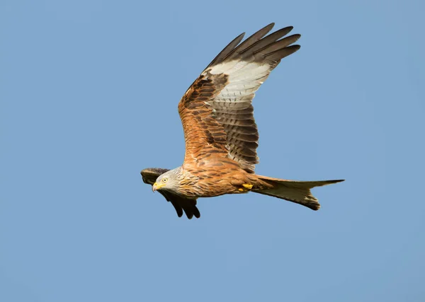 澄んだ青い空 英国に対して飛行中の赤い凧 Milvus Milvus — ストック写真