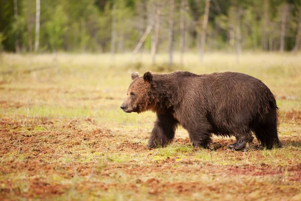 Close Urso Pardo Eurasiático Ursos Arctos Macho Atravessando Pântano Verão — Fotografia de Stock