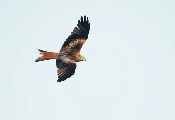 Cerf Volant Rouge Milvus Milvus Vol Contre Ciel Clair Royaume — Photo