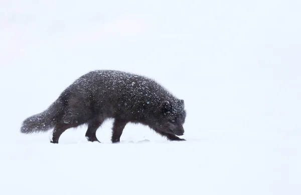 雪の中 アイスランドで歩く青モーフ北極狐のクローズ アップ — ストック写真