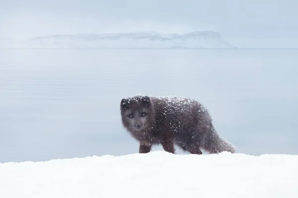 Primer Plano Del Zorro Ártico Morfo Azul Parado Nieve Islandia —  Fotos de Stock