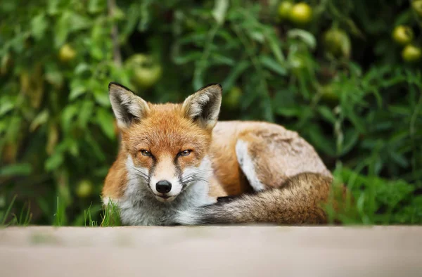 Red fox lying relaxed in the vegetable garden with tomato plants, summer in UK.