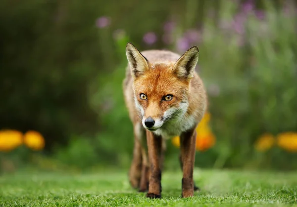 花と英国の庭で赤い狐 ホンドギツネ キツネ属 のクローズ アップ — ストック写真