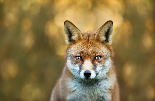Detail Red Fox Barevné Pozadí Velká Británie — Stock fotografie