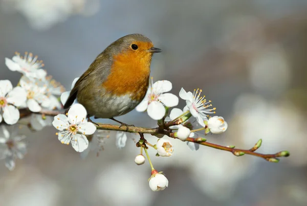 Närbild Europeisk Robin Sittande Blommande Körsbärsblomma Träd Våren — Stockfoto