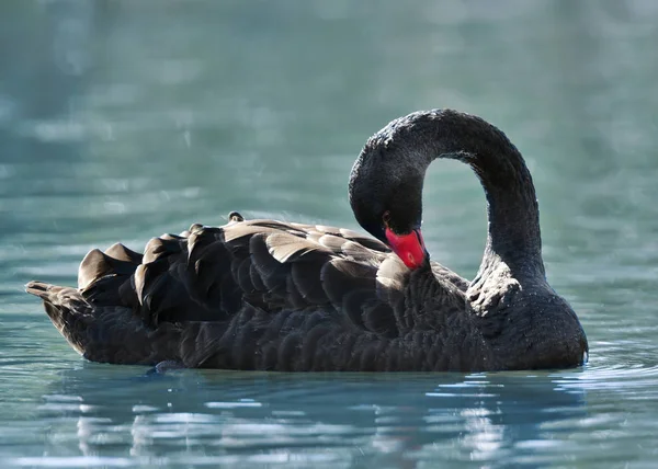 Close Cisne Negro Nadando Lagoa Reino Unido — Fotografia de Stock