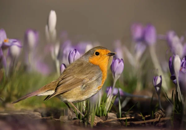 Primer Plano Robin Europeo Cocodrilo Púrpura Primavera Reino Unido — Foto de Stock