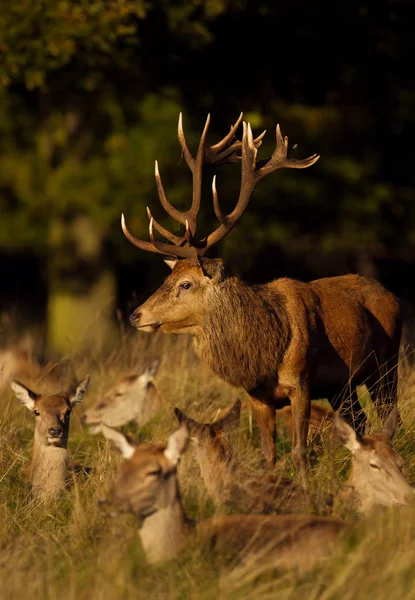 Cerf Rouge Debout Près Groupe Biches Royaume Uni — Photo