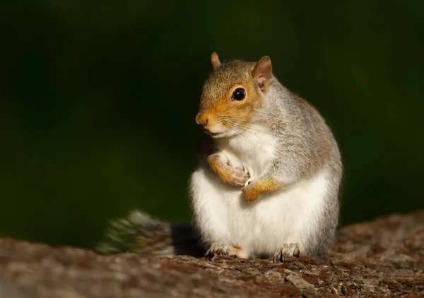 Close Grey Squirrel Sitting Tree Log — Stock Photo, Image