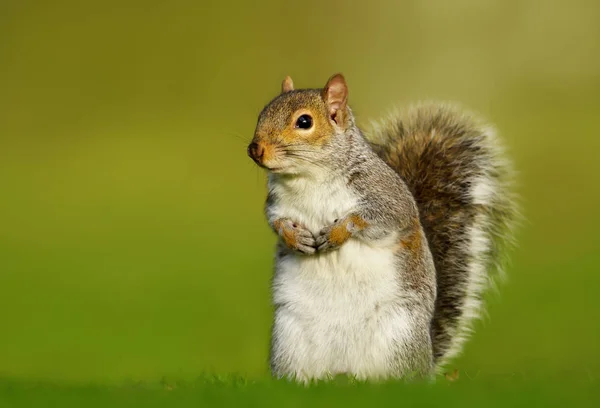 Close Grey Squirrel Green Background — Stok Foto