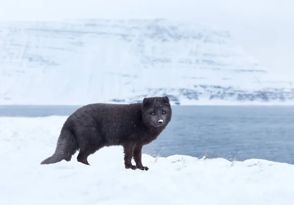 Primer Plano Zorro Ártico Invierno Islandia —  Fotos de Stock