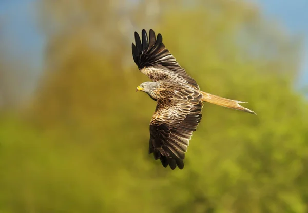 Cerf Volant Rouge Milvus Milvus Vol Sur Fond Coloré Royaume — Photo