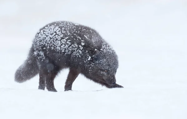 Nahaufnahme Eines Blauen Morphen Polarfuchses Schnee Winter Island — Stockfoto