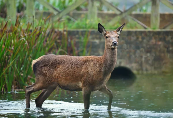 Cerf Rouge Derrière Ruisseau Traversant Eau Royaume Uni — Photo