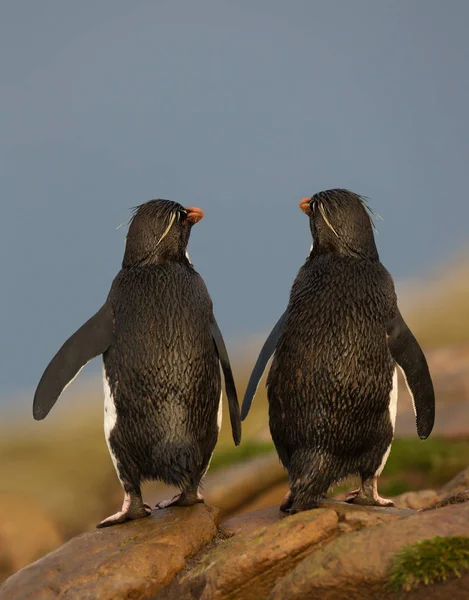 Detailní Záběr Dvou Tučňáků Drží Křídla Falklandské Ostrovy — Stock fotografie