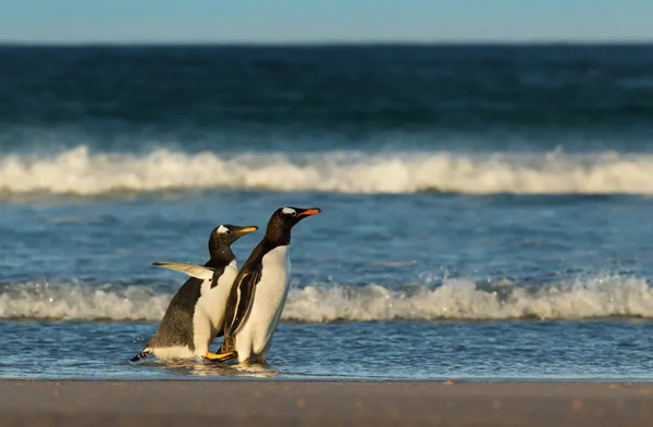 Joven Pingüino Gentoo Persiguiendo Sus Padres Para Ser Alimentado Orilla —  Fotos de Stock