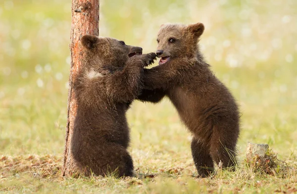 Close Dois Filhotes Urso Marrom Play Fighting Finlândia — Fotografia de Stock