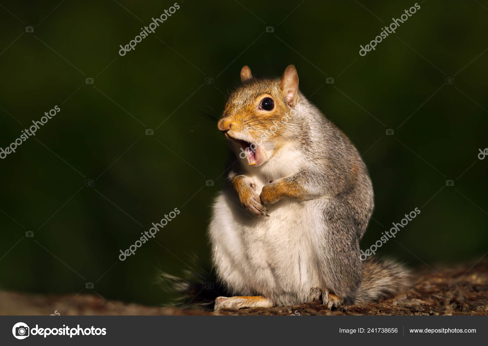 Funny squirrel Stock Photos, Royalty Free Funny squirrel Images |  Depositphotos