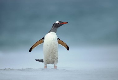 Rüzgarlı bir günde kumlu sahilinde Gentoo pengueni. Falkland Adaları'nda bir plajda esen kum. 