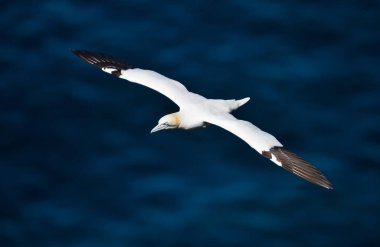 Uçuş mavi deniz, Noss Adası, Shetland, İngiltere'de yukarıda Kuzey gannet (Morus bassana), yakın çekim.