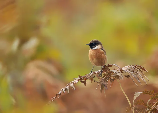 European Stonechat Perching Fern Branch Colorful Background Natural Surrounding Birds — Stock Photo, Image