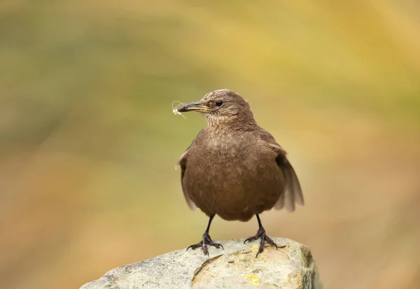 Nahaufnahme Eines Als Schwärzliche Cincloden Bekannten Tussock Vogels Der Auf — Stockfoto
