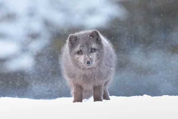 Primer Plano Arctic Fox Invierno Islandia — Foto de Stock