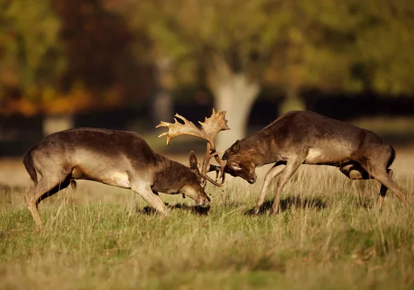 Close Two Male Fallow Deer Dama Dama Fighting Rut Autumn — Stock Photo, Image