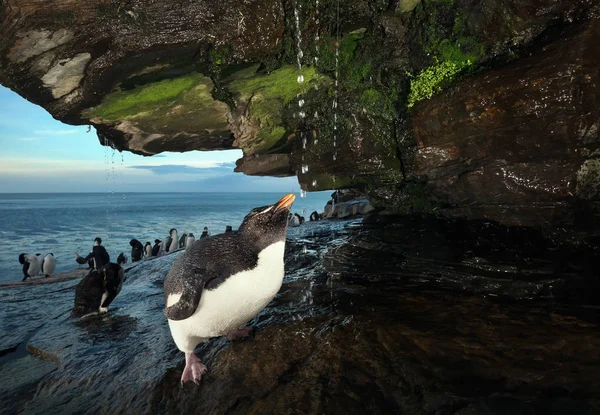 Close Pinguim Tremonha Sul Tomando Banho Sob Uma Corrente Água — Fotografia de Stock