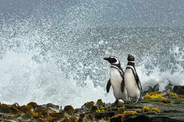 Two Magellanic Penguins Standing Shore Watching Stormy Ocean Falkland Islands — Stock Photo, Image