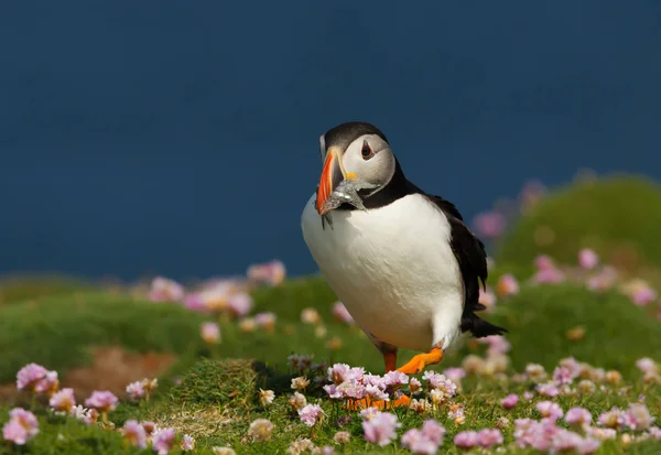 Gros Plan Macareux Atlantique Dans Économie Avec Des Anguilles Sable — Photo