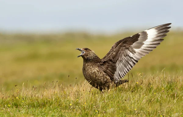 Закрытие Большого Скуа Stercorarius Skua Bonxie Felying Нэшвилл Шетленд Великобритания — стоковое фото