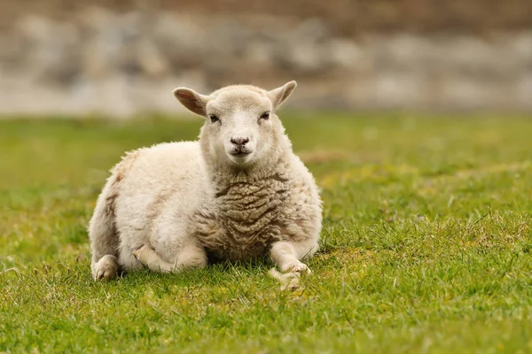 Zblízka Shetland Ovcí Kterým Zelené Trávě Velká Británie — Stock fotografie